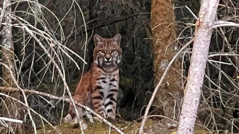 Un homme de la Colombie-Britannique aperçoit un lynx roux alors qu'il se rend chez Starbucks