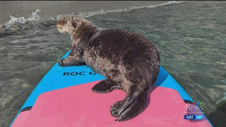 Une vidéo montre une loutre de mer faisant du stop sur le paddleboard d'une femme de la Colombie-Britannique