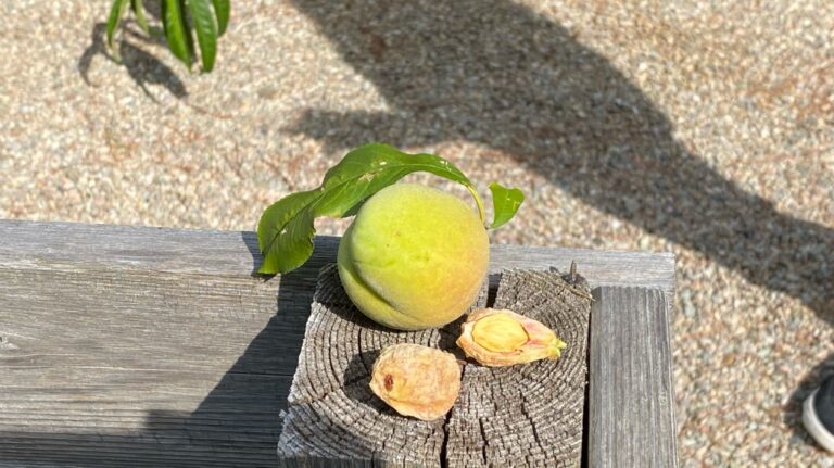 Amandes ou pêches? Un jardinier du Nouveau-Brunswick produit une récolte inattendue