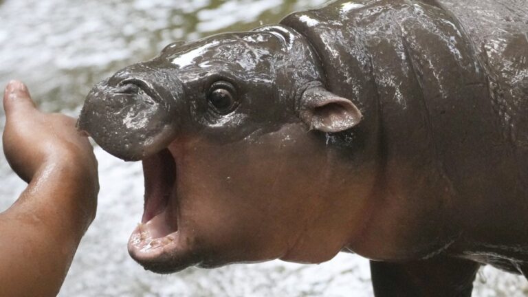 Two-month-old baby hippo Moo Deng plays with a zookeeper in the Khao Kheow Open Zoo in Chonburi province, Thailand, Thursday, Sept. 19, 2024. (AP Photo/Sakchai Lalit)