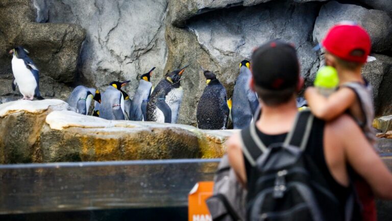 La conférence internationale sur les zoos se concentre sur la conservation : les experts estiment qu'il faut faire davantage à l'échelle mondiale