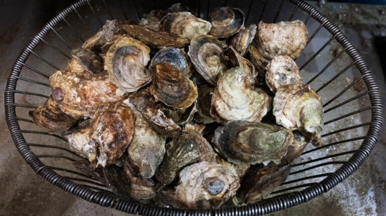 L'épidémie de maladies gastro-intestinales au Festival des fruits de mer de l'Î.-P.-É. est la plus importante de l'histoire de la province, selon un agent de santé