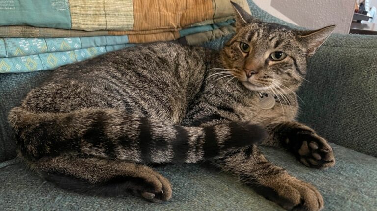This undated photo provided by Clifton Nesseth shows Drifter, a three-year-old tabby cat who was rescued from a sewer, Tuesday, Sept. 10, 2024, in Duluth, Minn. (Clifton Nesseth via AP)