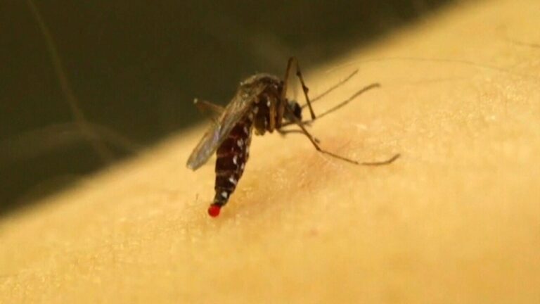 Un résident d'Ottawa qui avait été testé positif au virus transmis par les moustiques est décédé, selon la santé publique