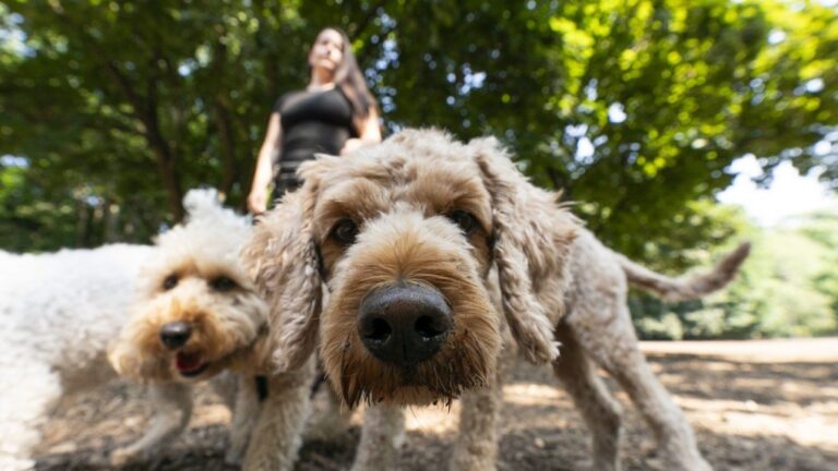 Dogs roam about in Ramsden Park in Toronto, Monday, Aug. 26, 2024.  (THE CANADIAN PRESS/Paige Taylor White)