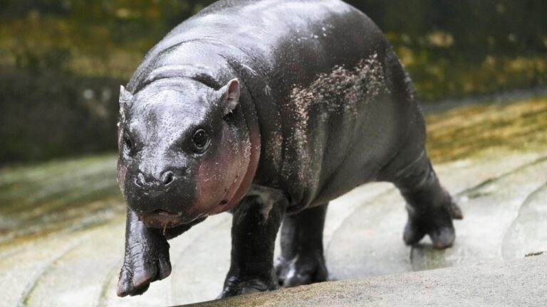 Pourquoi nous ne pouvons pas en avoir assez du bébé hippopotame viral « Moo Deng », selon un résident de Windsor, en Ontario. psychologue