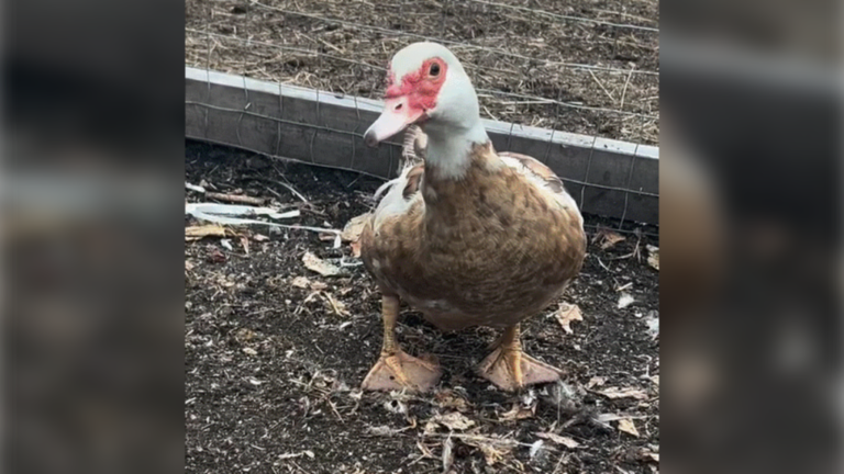 Rencontrez le canard sauvé dans une ferme du Manitoba qui s'est frayé un chemin jusqu'au cœur d'Internet