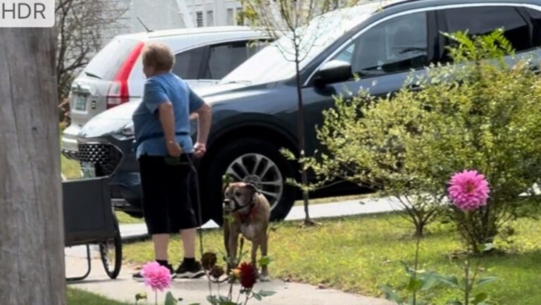 Le chien « vicieux » de Burlington est déplacé et doit suivre un entraînement