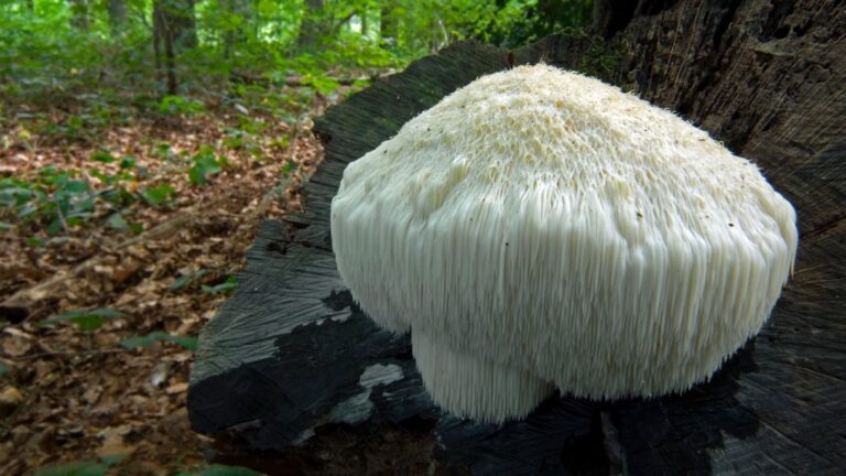 Comment la psilocybine, le psychédélique contenu dans les champignons, peut reprogrammer le cerveau pour soulager la dépression, l'anxiété et bien plus encore
