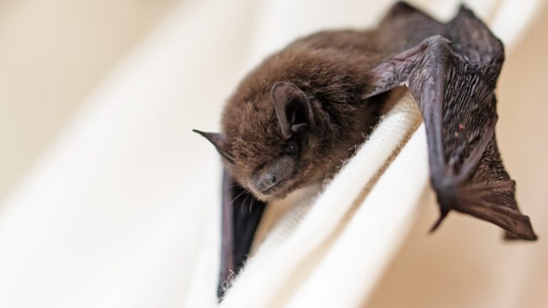 Comment la santé des chauves-souris pourrait être liée à la santé humaine
