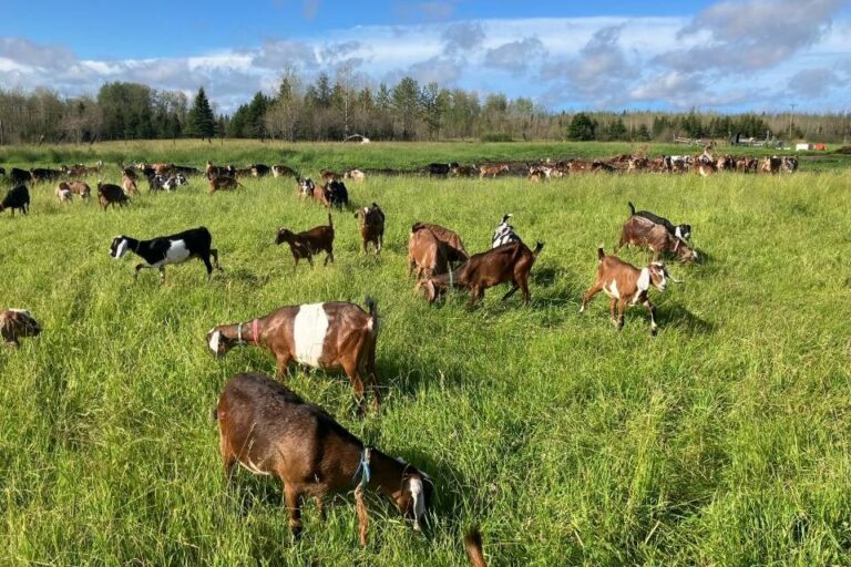 De la ferme à l'assiette : La ferme de chèvres laitières est la source incontournable pour les fromagers artisanaux du Nord