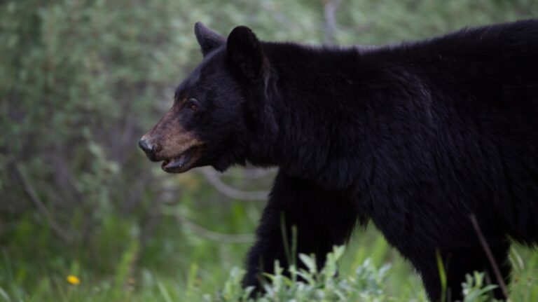 A black bear is seen near Lake Louise, Alta., in June 2020. (Jonathan Hayward / The Canadian Press)