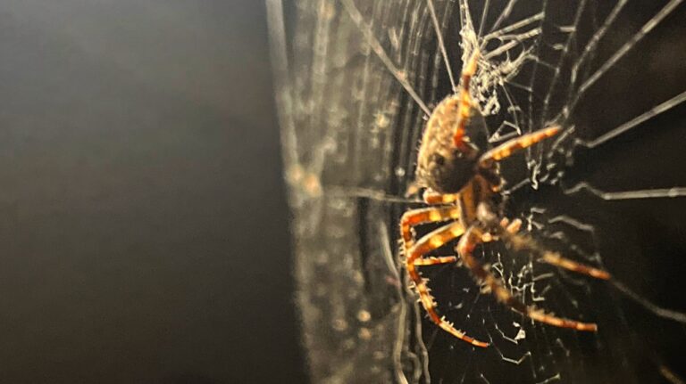 Des araignées de plus en plus grosses visibles à Montréal cet automne