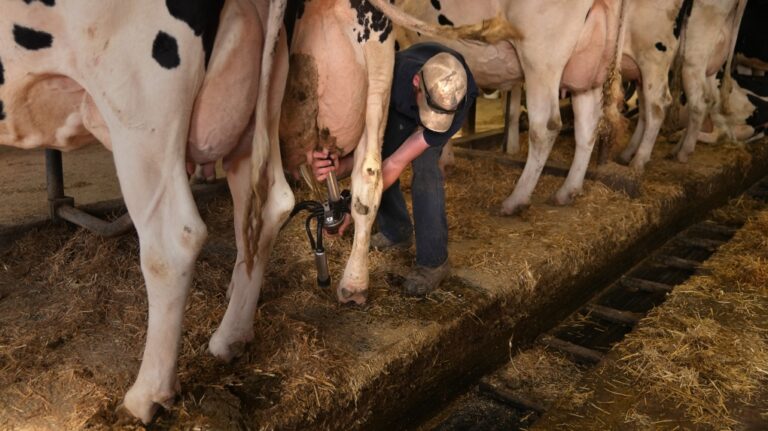 Farm worker Morgan Walker applies a suction tube to a milk dairy cow on a farm in Hamilton, Ont., on June 7, 2023. (Chris Young / The Canadian Press)