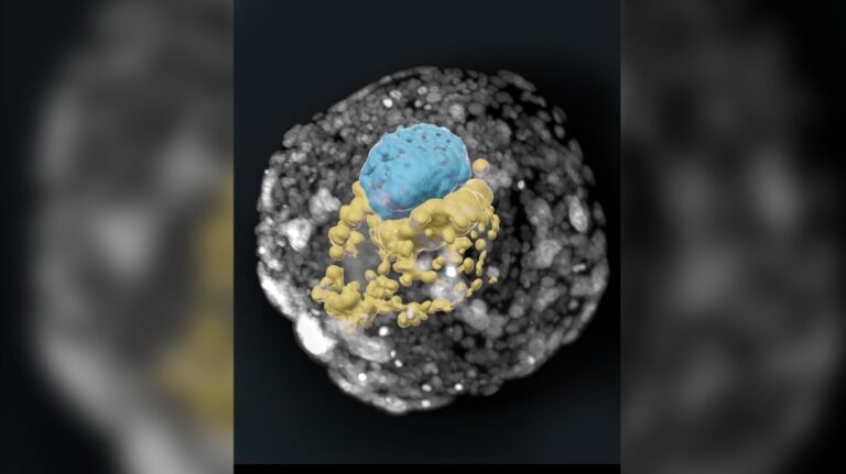 Déverrouiller la boîte noire du développement humain précoce sans ovule, spermatozoïde ou utérus