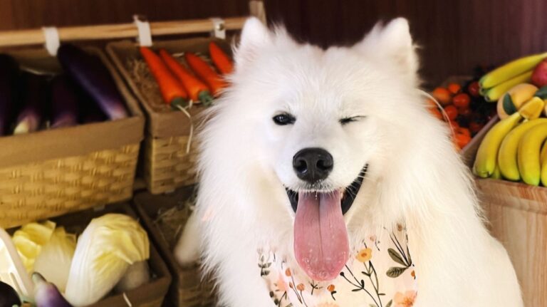 En Chine, les animaux de compagnie gagnent de l'argent dans les cafés lorsque leurs propriétaires les envoient travailler