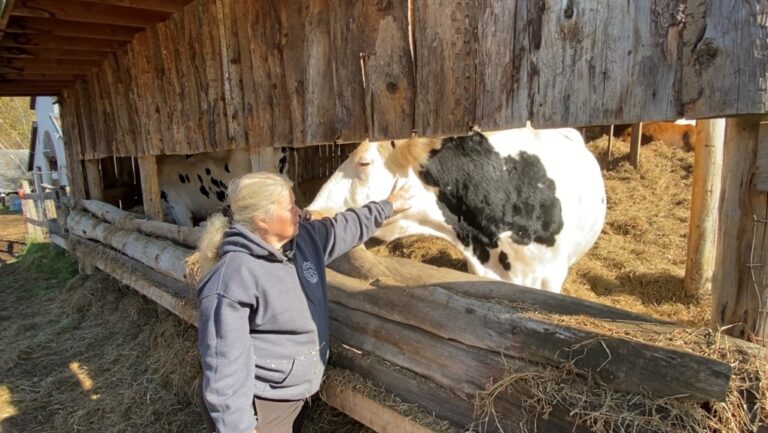 La flambée des coûts menace la fermeture d’un refuge pour animaux de ferme en Estrie