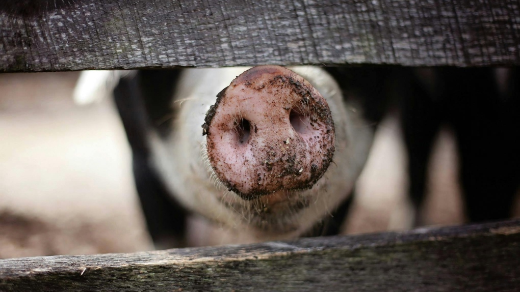 A pig snout is seen in this undated file image. (Leah Newhouse via Pexels)