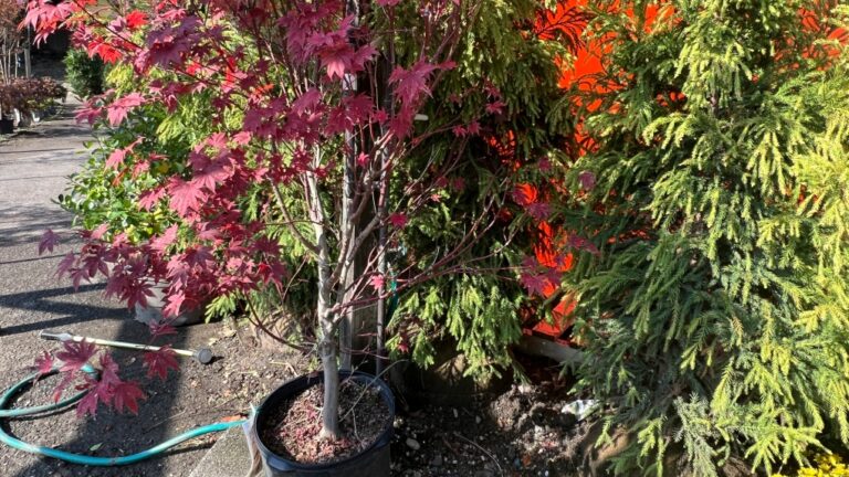 This Oct. 13, 2024 image provided by Jessica Damiano shows a container-grown Japanese maple tree on display at Giordano's Garden & Gifts in Sea Cliff, N.Y. (Jessica Damiano via AP)