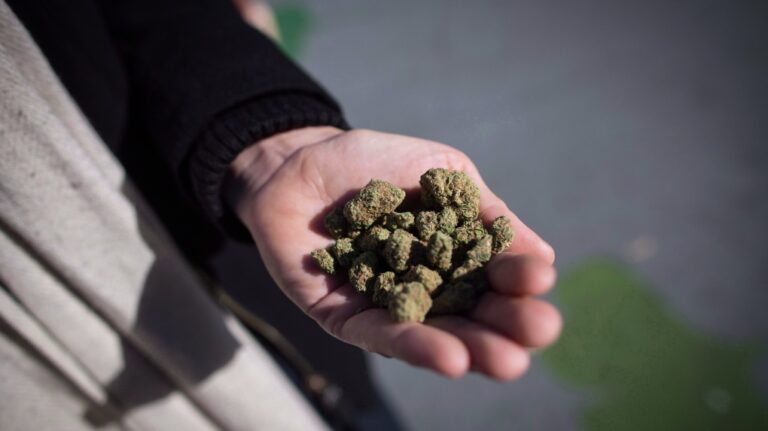 Plus élevé à Halifax : niveaux élevés de métabolites du cannabis dans les eaux usées de la ville