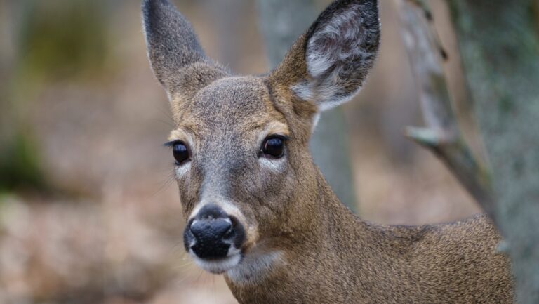 Québec abattra près de 300 cerfs dans 2 parcs nationaux cet hiver