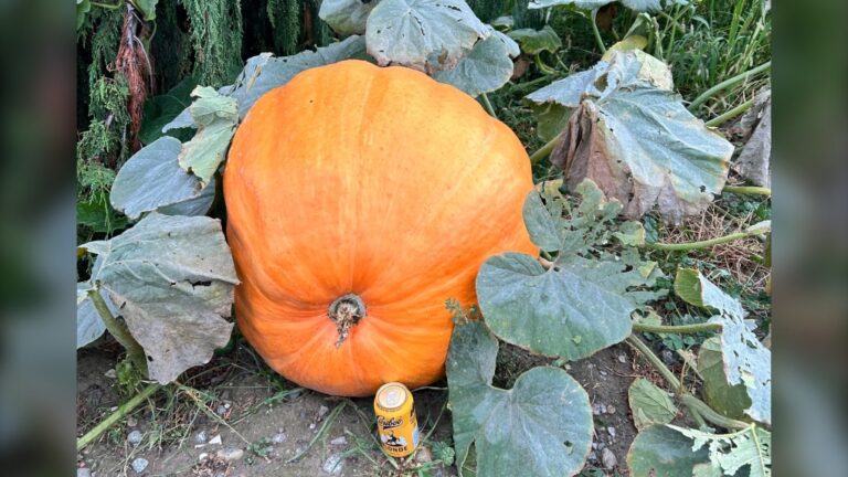 Un propriétaire de Colombie-Britannique est étonné que quelqu'un ait réussi à voler l'une de ses précieuses citrouilles géantes