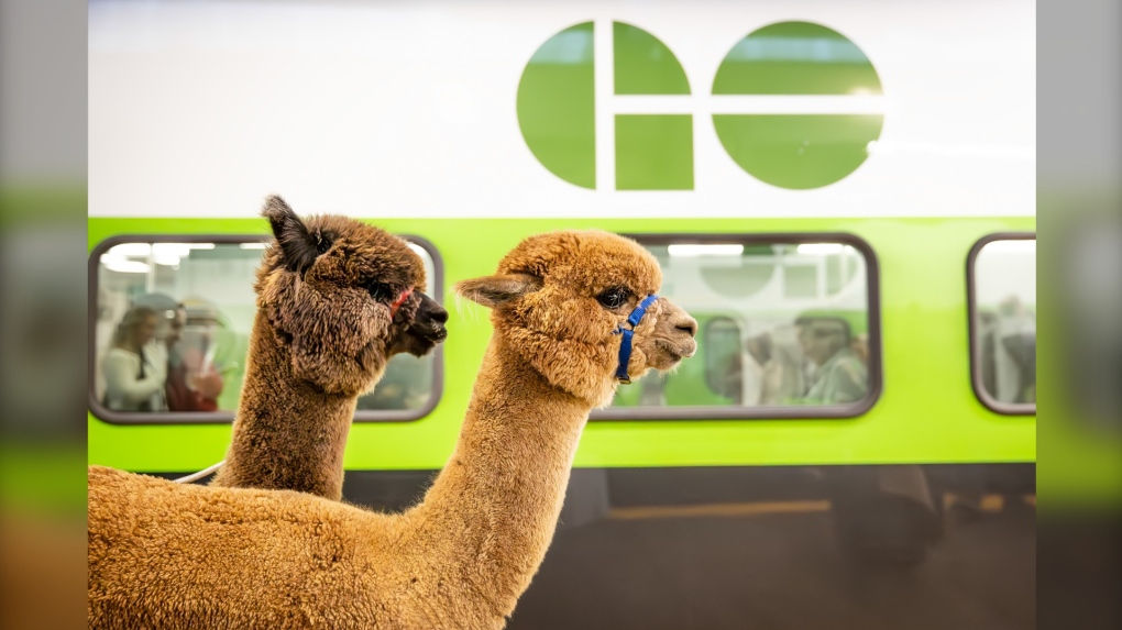 Des alpagas prennent le train GO jusqu'à la gare Union alors que le Royal se prépare à arriver en ville pour une autre année