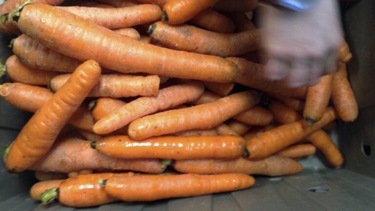 Sam Rothberg packs carrots in this Dec. 16, 2014 file photo. (Lisa Rathke / AP)