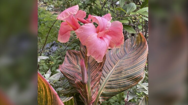 This 2024 image provided by Chris Petersen shows a Canna 'Pink Sunburst' plant in bloom in Asharoken, N.Y. (Chris Petersen via AP)