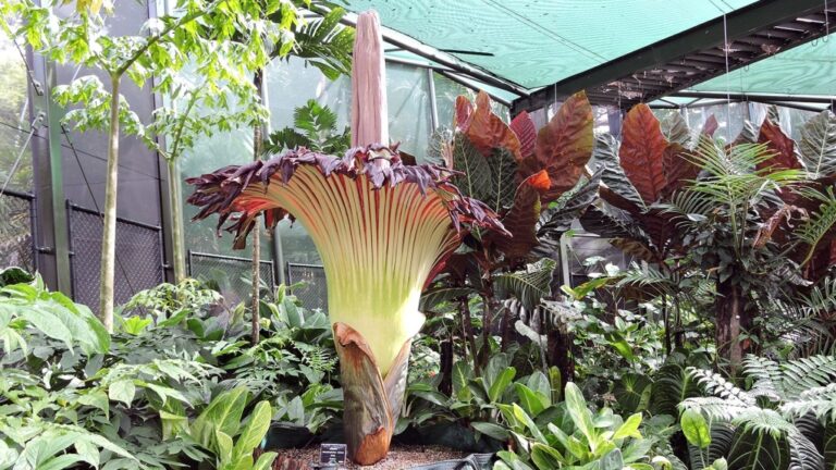 Des milliers de personnes en Australie font la queue pour voir une « fleur de cadavre » puante qui ne fleurit qu'une fois par décennie