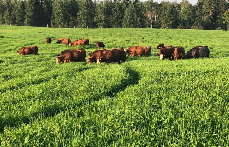 Éleveurs de bœuf du Nord, brasseurs reconnus pour leur excellence