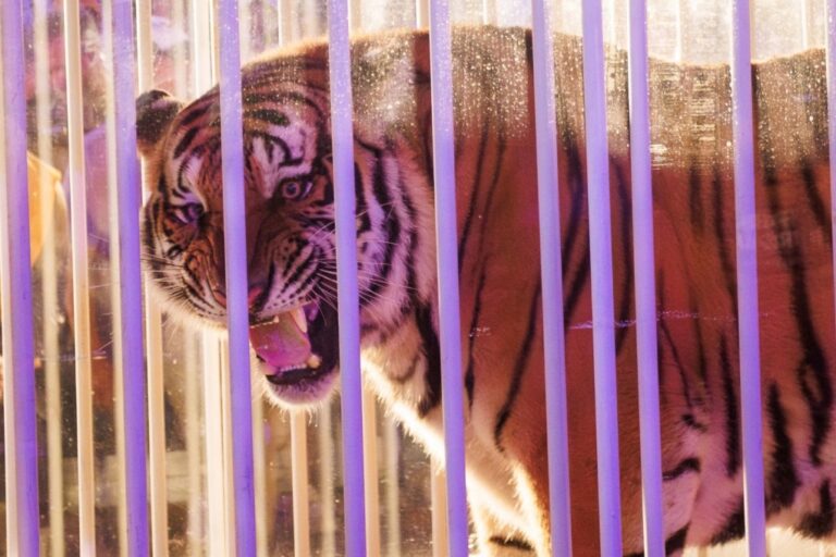 A live tiger made an appearance on the field before the game. (Stephen Lew/USA Today Sports/Reuters via CNN Newsource)