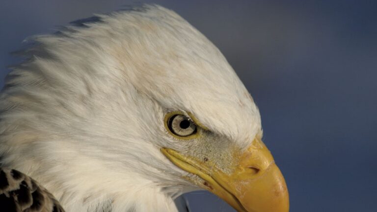 La fusillade d'un pygargue à tête blanche rapporte une récompense de 5 000 $ pour information