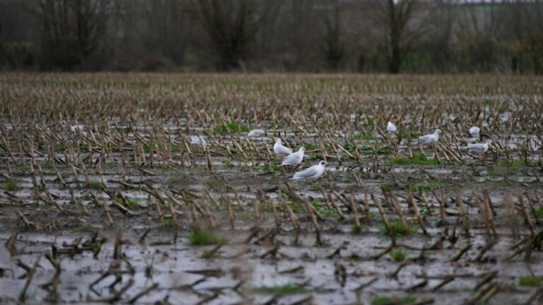 Birds look for food on a field where a crop has just been harvested in West Flanders, Belgium on Feb. 21, 2024. (Virginia Mayo / AP Photo)