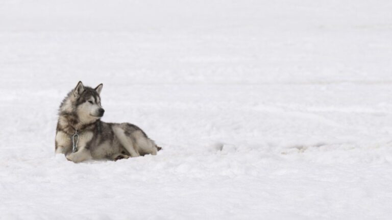 A sled dog is seen chained up outside a home in Inukjuak, Que., Thursday, May 12, 2022. (THE CANADIAN PRESS/Adrian Wyld)