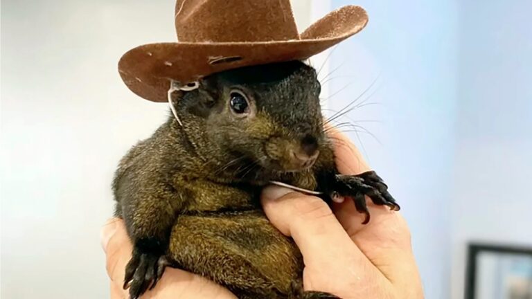 This undated image provided by Mark Longo shows his pet squirrel Peanut that was seized by officers from the state Department of Environmental Conservation, at Longo's home in rural Pine City, N.Y., Oct. 30, 2024. (Courtesy Mark Longo via AP, File)