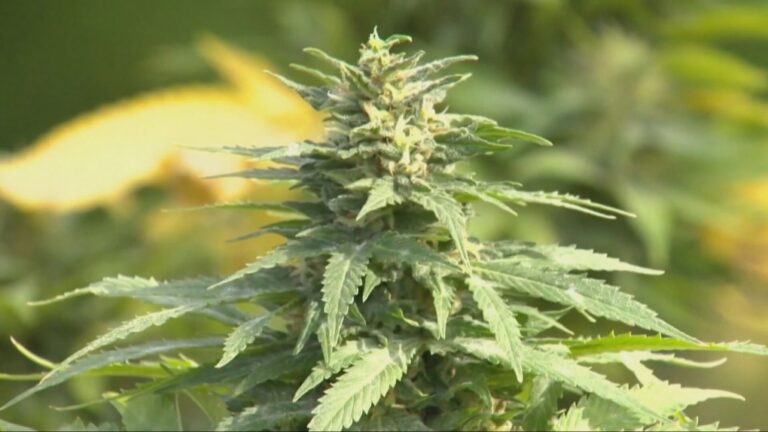 Cannabis