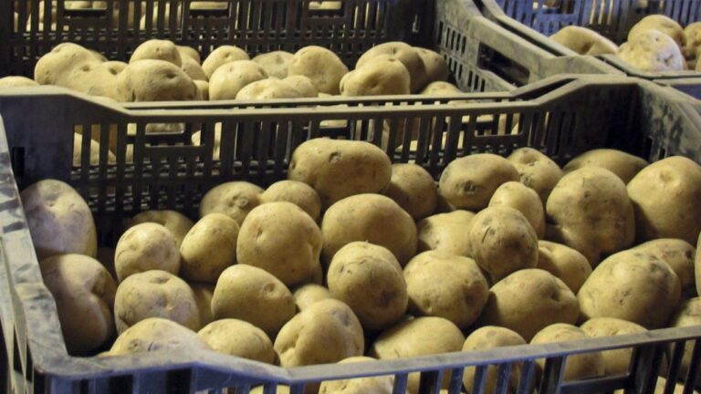 McCain et Cavendish Farms cités dans des recours collectifs aux États-Unis pour « cartel de la pomme de terre »