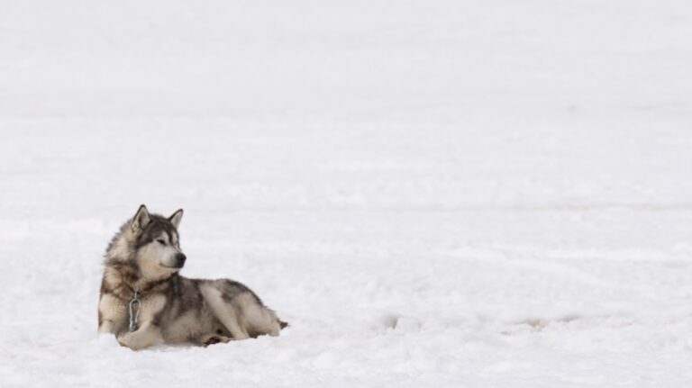 Ottawa présentera des excuses et 45 millions de dollars en compensation pour le massacre de chiens inuits du Nunavik
