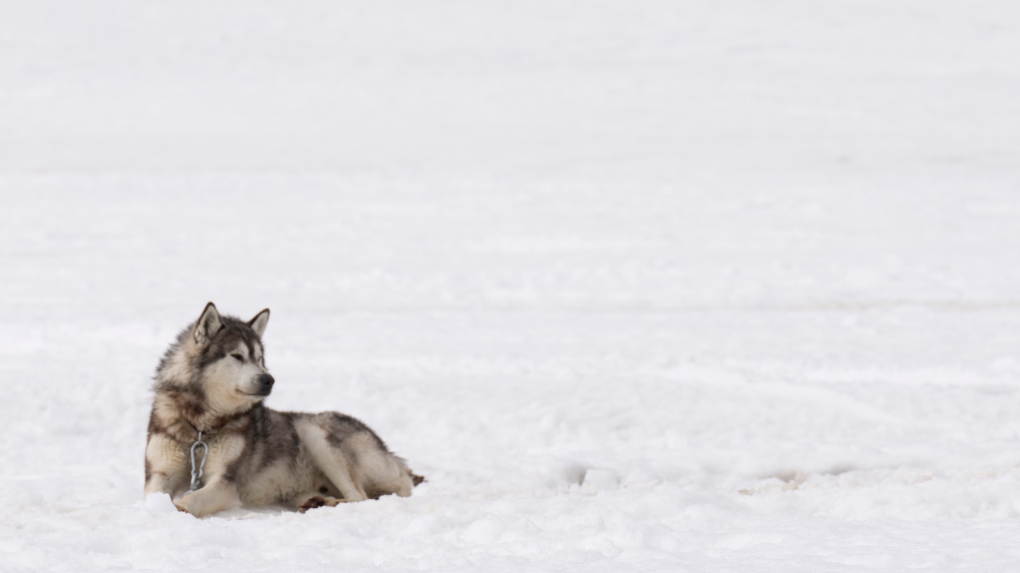 Ottawa présentera des excuses et 45 millions de dollars en compensation pour le massacre de chiens inuits du Nunavik