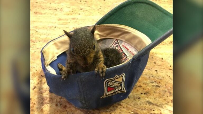 Peanut, a rescued squirrel that became a social media sensation, was seized by authorities in New York on Oct. 30, 2024. (Facebook: A Squirrel named Peanut)