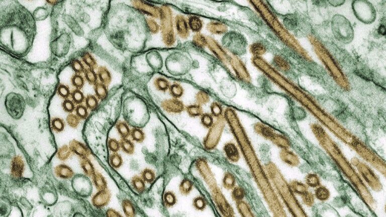 Que savoir sur la grippe aviaire après un cas en Colombie-Britannique, de la transmission aux symptômes