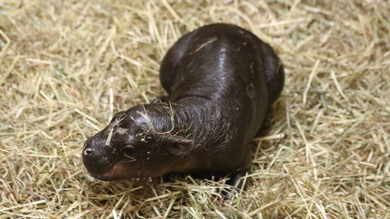 Haggis the pygmy hippo was born at Edinburgh Zoo on Oct. 30. (RZSS via CNN Newsource)