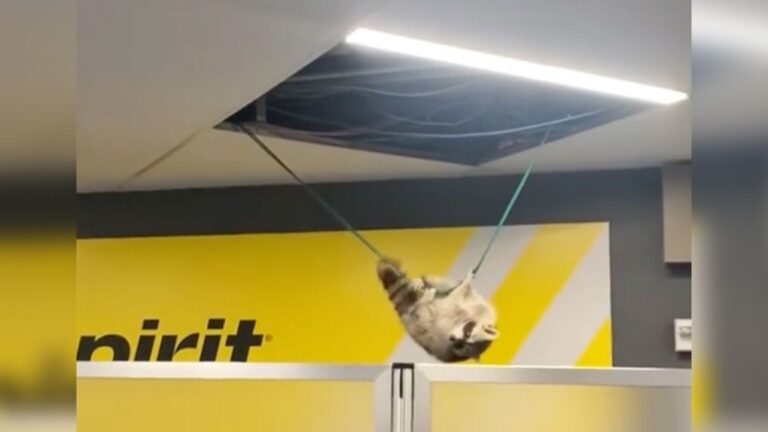 Un raton laveur tombe du plafond de l'aéroport de LaGuardia et s'enfuit