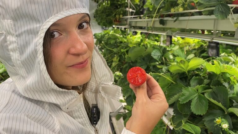 Une Montréalaise cultive des fraises fraîches toute l’année dans sa ferme intérieure