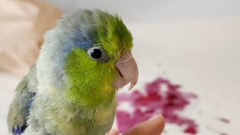 Bruce, le petit perroquet de Vancouver, devient célèbre sur Internet grâce à son art abstrait