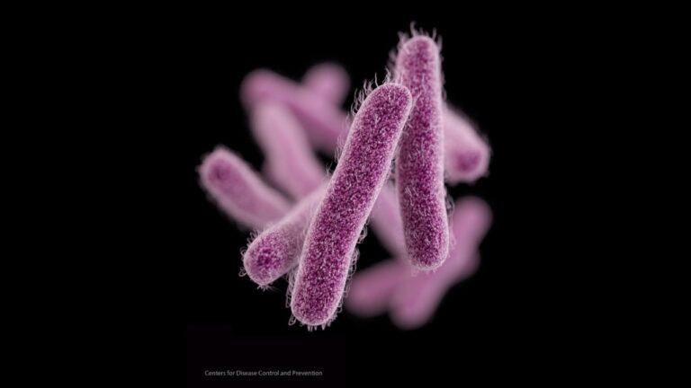 Épidémie de maladie intestinale infectieuse déclarée dans la communauté sous-logée de Toronto
