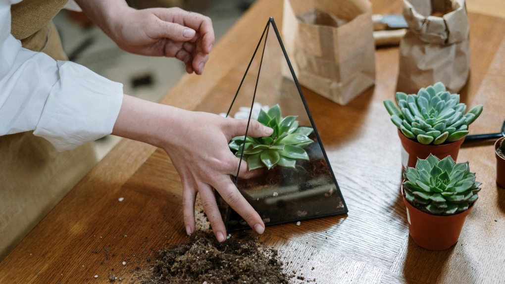 Les bienfaits des plantes d’intérieur et comment les conserver en vie pendant l’hiver
