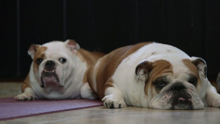 Williston Dog Rescue obtient un sursis de la Cour suprême