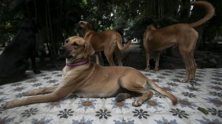 Ces chiens errants brésiliens de couleur caramel ont longtemps été négligés. Maintenant, ils vivent un moment majeur